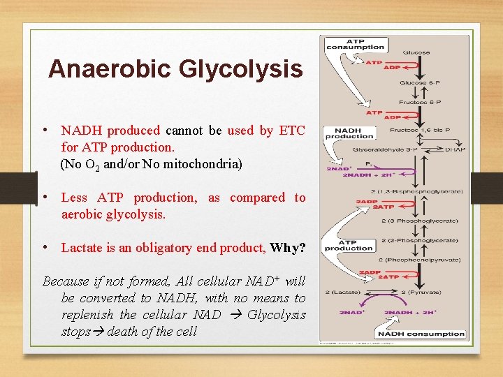 Anaerobic Glycolysis • NADH produced cannot be used by ETC for ATP production. (No