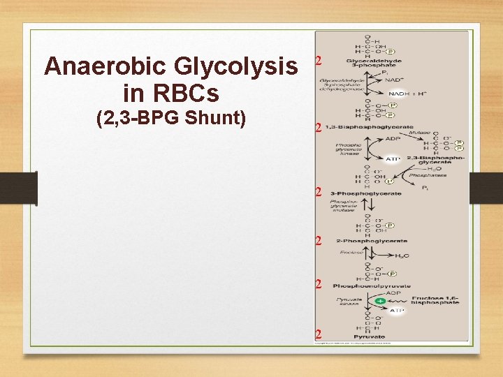 Anaerobic Glycolysis in RBCs (2, 3 -BPG Shunt) 2 2 2 