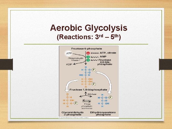 Aerobic Glycolysis (Reactions: 3 rd – 5 th) 