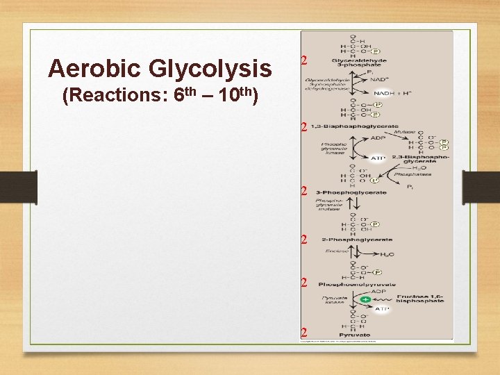 Aerobic Glycolysis 2 (Reactions: 6 th – 10 th) 2 2 2 