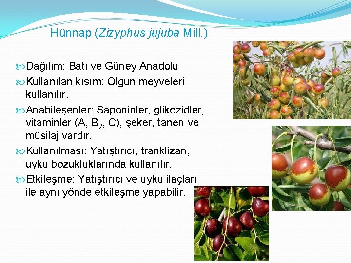 Hünnap (Zizyphus jujuba Mill. ) Dağılım: Batı ve Güney Anadolu Kullanılan kısım: Olgun meyveleri