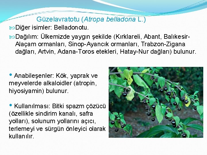 Güzelavratotu (Atropa belladona L. ) Diğer isimler: Belladonotu. Dağılım: Ülkemizde yaygın şekilde (Kırklareli, Abant,