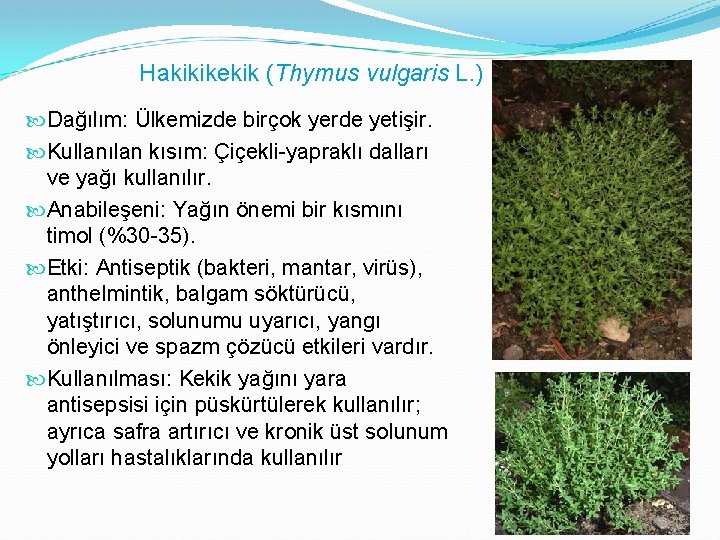 Hakikikekik (Thymus vulgaris L. ) Dağılım: Ülkemizde birçok yerde yetişir. Kullanılan kısım: Çiçekli-yapraklı dalları