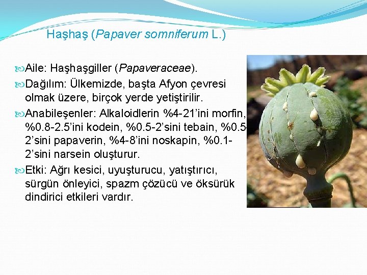 Haşhaş (Papaver somniferum L. ) Aile: Haşhaşgiller (Papaveraceae). Dağılım: Ülkemizde, başta Afyon çevresi olmak