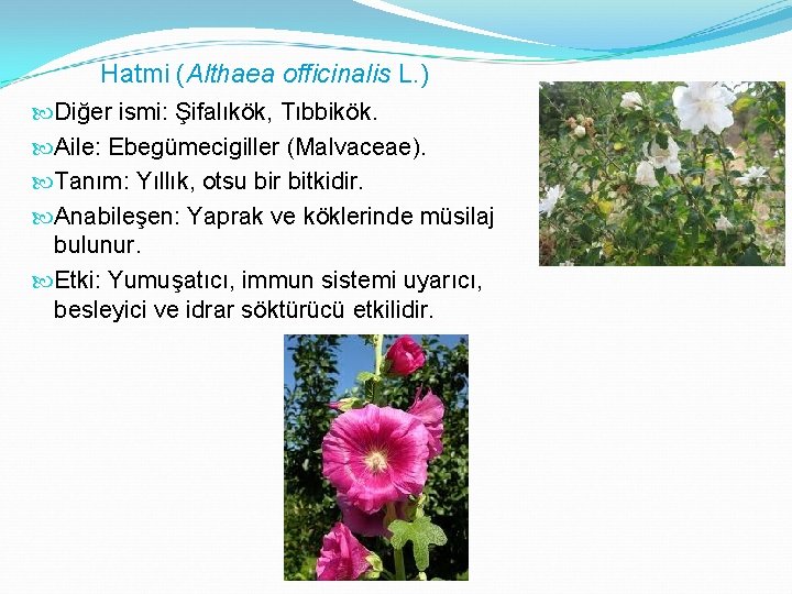 Hatmi (Althaea officinalis L. ) Diğer ismi: Şifalıkök, Tıbbikök. Aile: Ebegümecigiller (Malvaceae). Tanım: Yıllık,