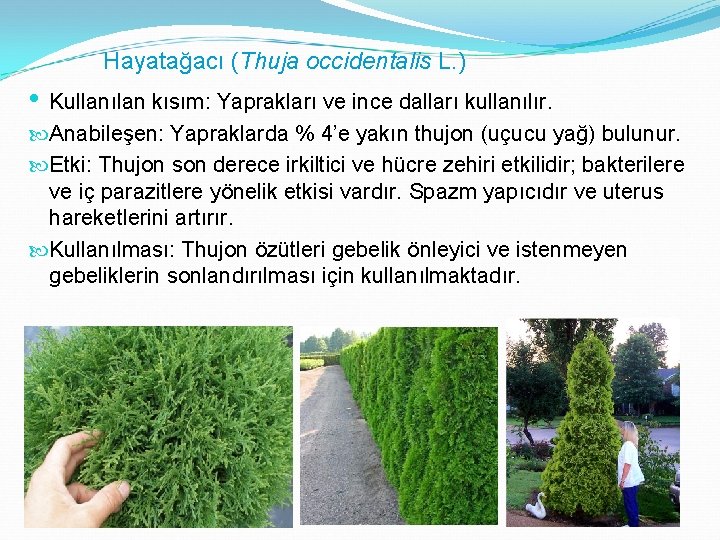 Hayatağacı (Thuja occidentalis L. ) • Kullanılan kısım: Yaprakları ve ince dalları kullanılır. Anabileşen: