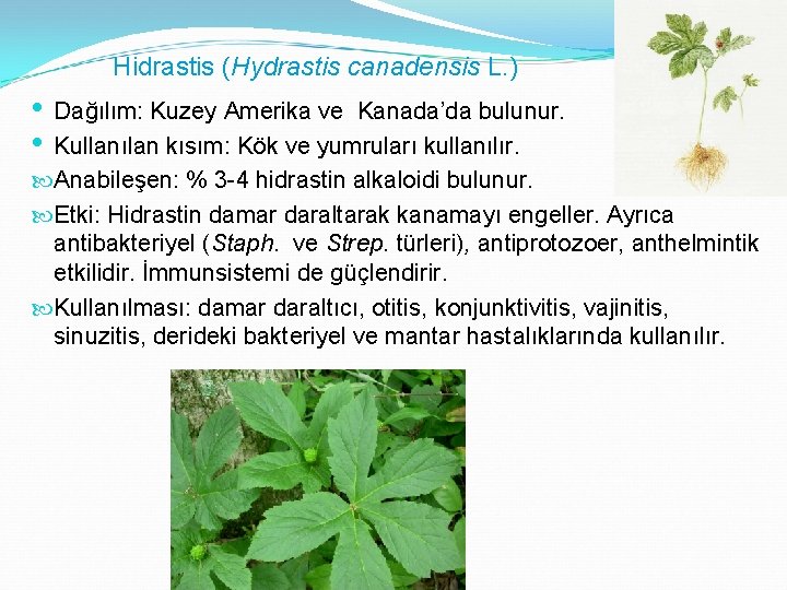 Hidrastis (Hydrastis canadensis L. ) • Dağılım: Kuzey Amerika ve Kanada’da bulunur. • Kullanılan