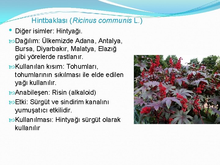 Hintbaklası (Ricinus communis L. ) • Diğer isimler: Hintyağı. Dağılım: Ülkemizde Adana, Antalya, Bursa,