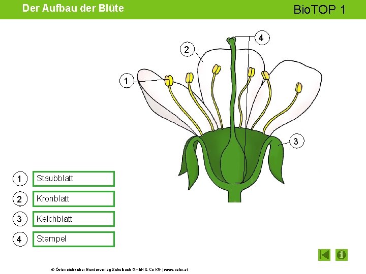 Der Aufbau der Blüte Bio. TOP 1 4 2 1 3 1 Staubblatt 2