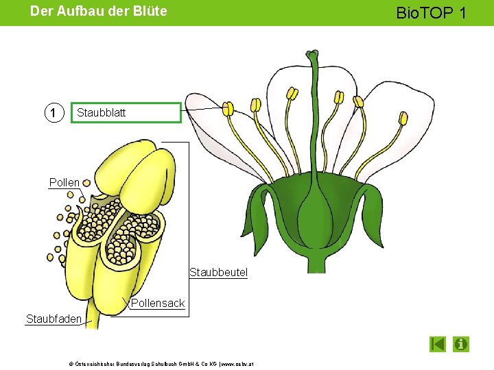 Der Aufbau der Blüte 1 Bio. TOP 1 Staubblatt Pollen Staubbeutel Pollensack Staubfaden ©