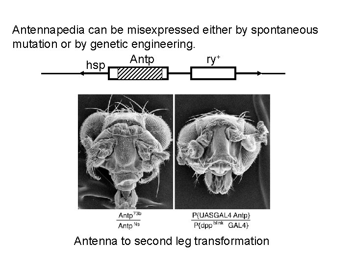 Antennapedia can be misexpressed either by spontaneous mutation or by genetic engineering. + Antp