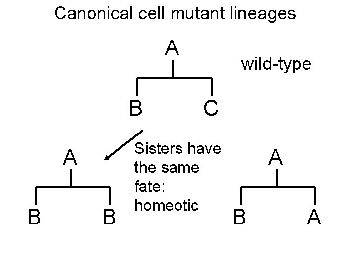 Canonical cell mutant lineages A B B wild-type C Sisters have the same fate: