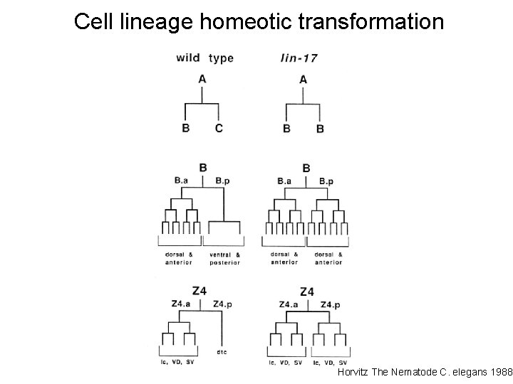 Cell lineage homeotic transformation Horvitz The Nematode C. elegans 1988 