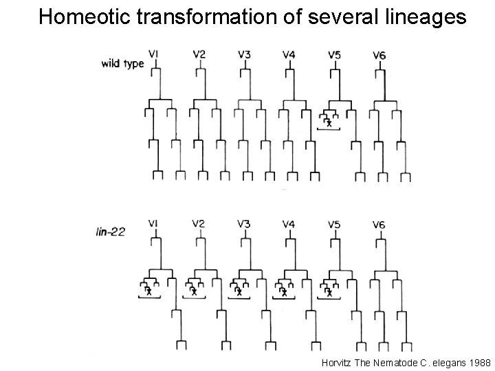 Homeotic transformation of several lineages Horvitz The Nematode C. elegans 1988 
