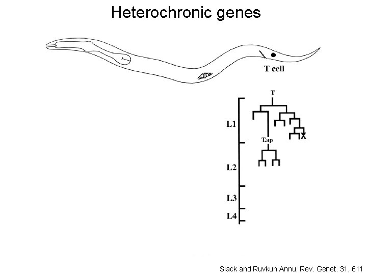 Heterochronic genes Slack and Ruvkun Annu. Rev. Genet. 31, 611 