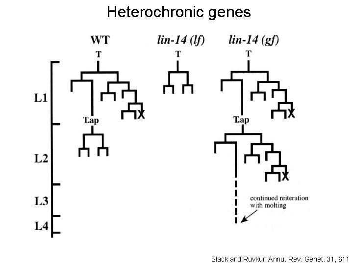 Heterochronic genes Slack and Ruvkun Annu. Rev. Genet. 31, 611 