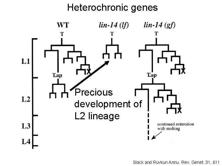 Heterochronic genes Precious development of L 2 lineage Slack and Ruvkun Annu. Rev. Genet.