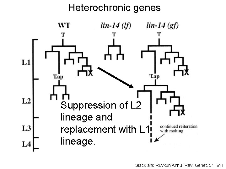 Heterochronic genes Suppression of L 2 lineage and replacement with L 1 lineage. Slack