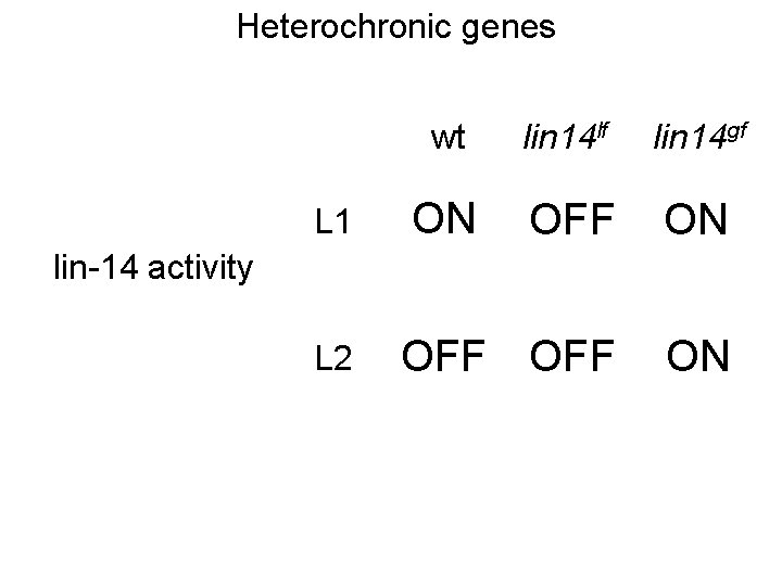 Heterochronic genes L 1 wt lin 14 lf lin 14 gf ON OFF OFF