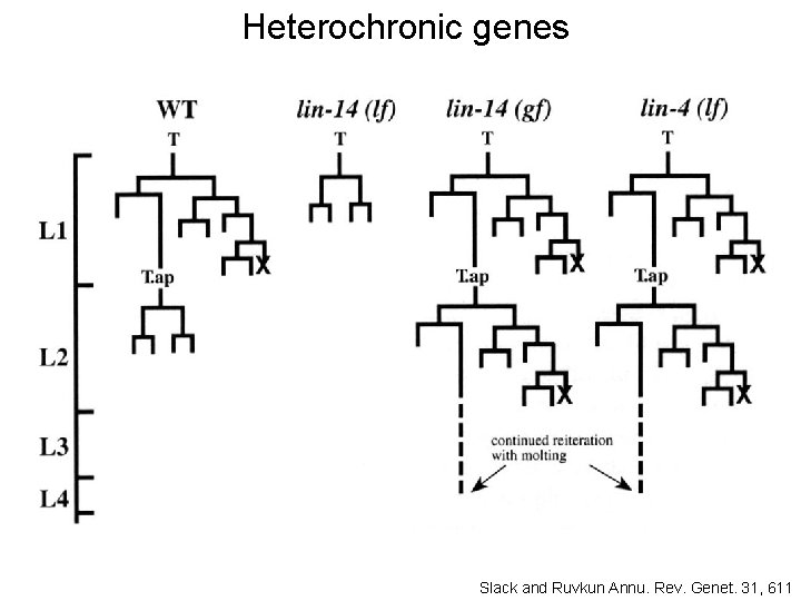Heterochronic genes Slack and Ruvkun Annu. Rev. Genet. 31, 611 