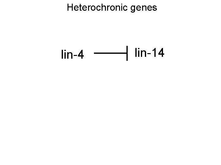 Heterochronic genes lin-4 lin-14 