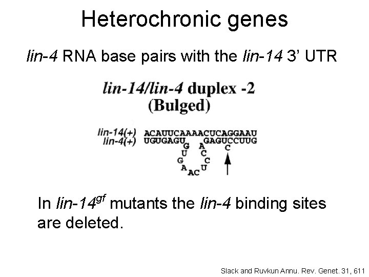 Heterochronic genes lin-4 RNA base pairs with the lin-14 3’ UTR In lin-14 gf