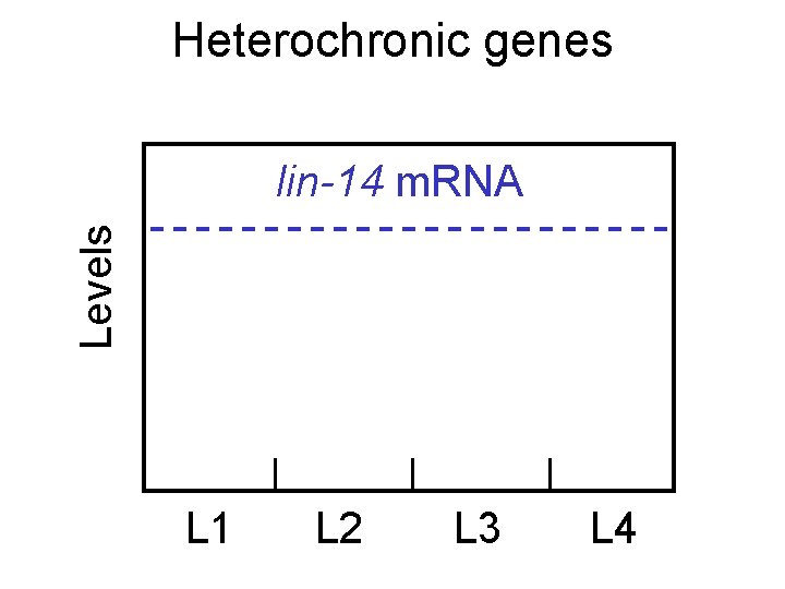 Heterochronic genes Levels lin-14 m. RNA L 1 L 2 L 3 L 4