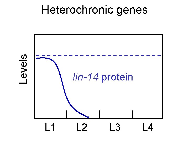 Levels Heterochronic genes lin-14 protein L 1 L 2 L 3 L 4 