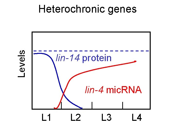 Levels Heterochronic genes lin-14 protein lin-4 mic. RNA L 1 L 2 L 3