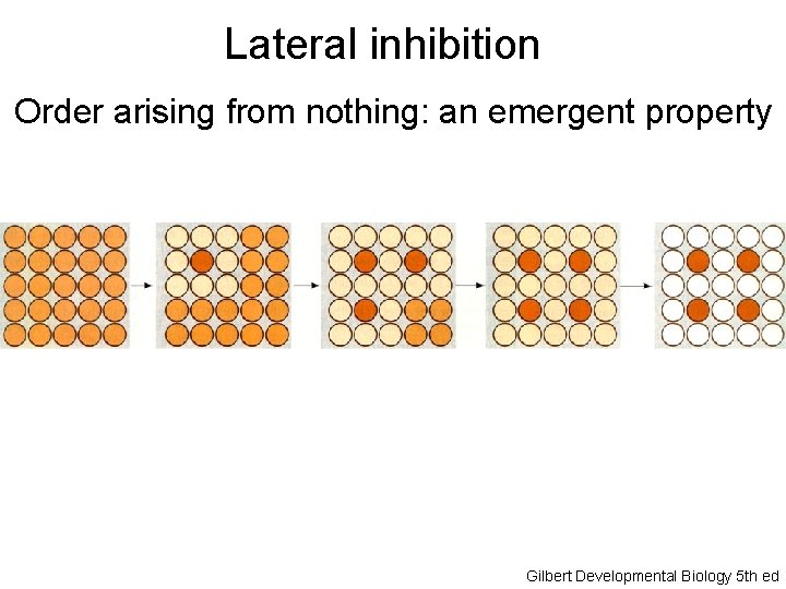 Lateral inhibition Order arising from nothing: an emergent property Gilbert Developmental Biology 5 th