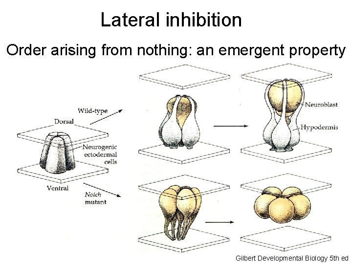 Lateral inhibition Order arising from nothing: an emergent property Gilbert Developmental Biology 5 th