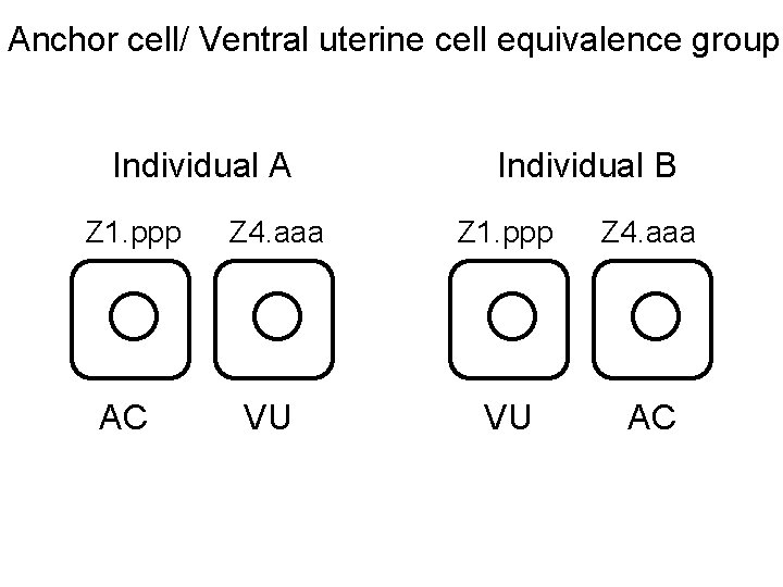 Anchor cell/ Ventral uterine cell equivalence group Individual A Z 1. ppp AC Z