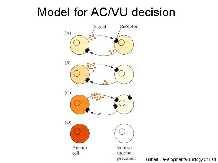Model for AC/VU decision Gilbert Developmental Biology 5 th ed 