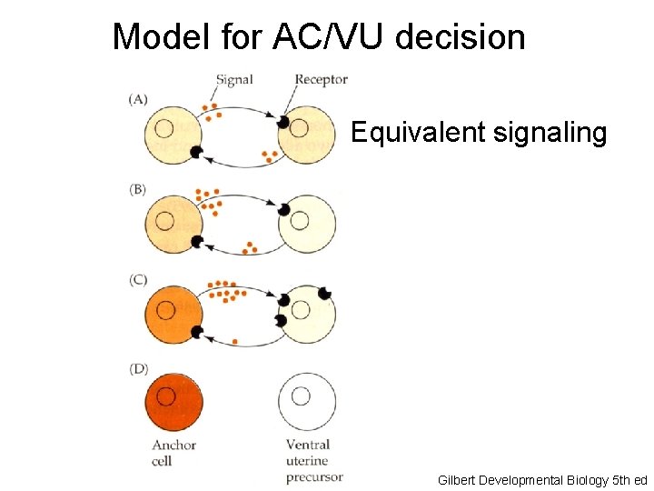 Model for AC/VU decision Equivalent signaling Gilbert Developmental Biology 5 th ed 