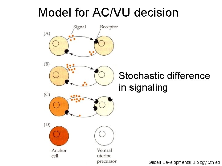 Model for AC/VU decision Stochastic difference in signaling Gilbert Developmental Biology 5 th ed