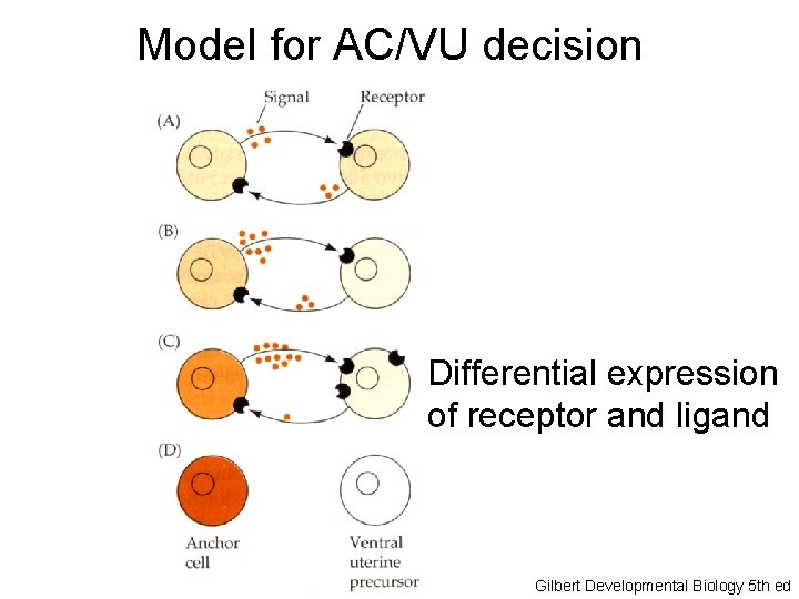Model for AC/VU decision Differential expression of receptor and ligand Gilbert Developmental Biology 5
