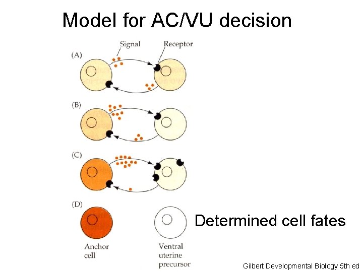 Model for AC/VU decision Determined cell fates Gilbert Developmental Biology 5 th ed 