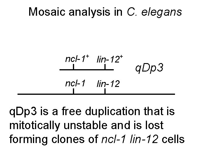 Mosaic analysis in C. elegans ncl-1+ lin-12+ ncl-1 q. Dp 3 lin-12 q. Dp