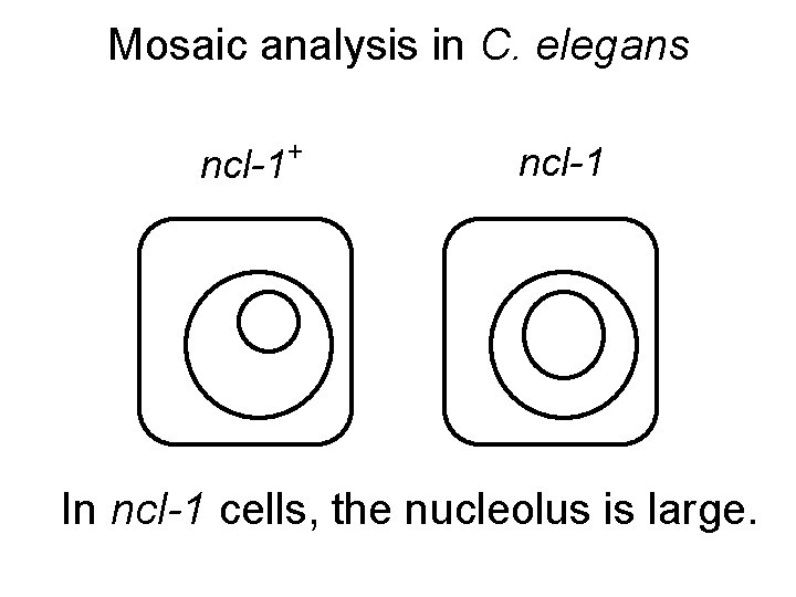 Mosaic analysis in C. elegans ncl-1 + ncl-1 In ncl-1 cells, the nucleolus is
