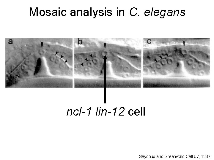 Mosaic analysis in C. elegans ncl-1 lin-12 cell Seydoux and Greenwald Cell 57, 1237