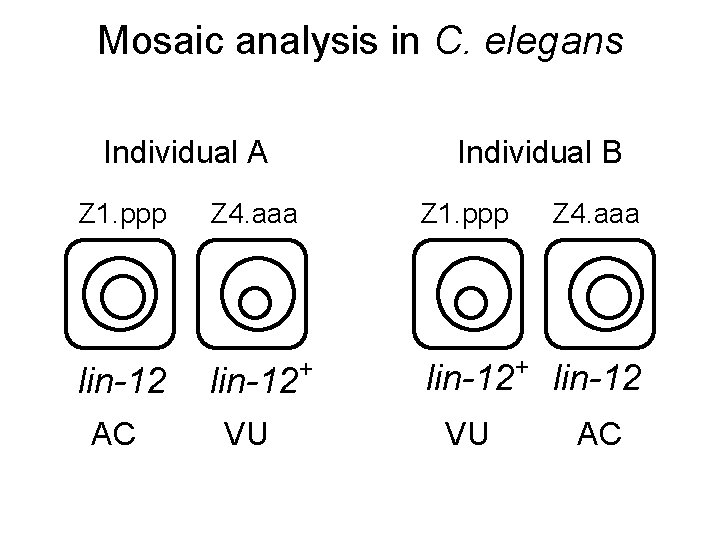 Mosaic analysis in C. elegans Individual A Z 1. ppp Individual B Z 4.