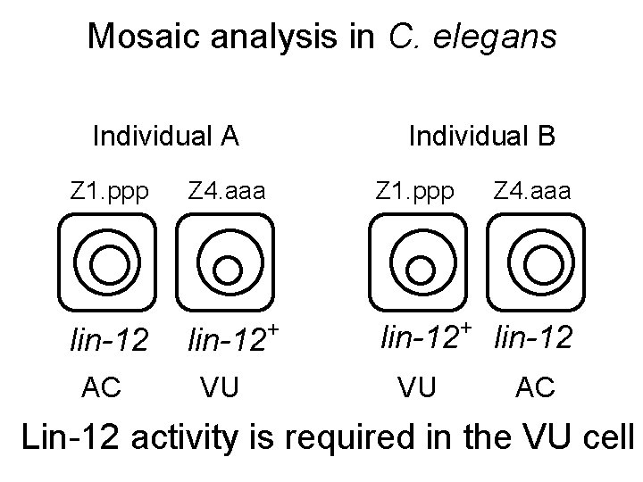 Mosaic analysis in C. elegans Individual A Z 1. ppp Individual B Z 4.