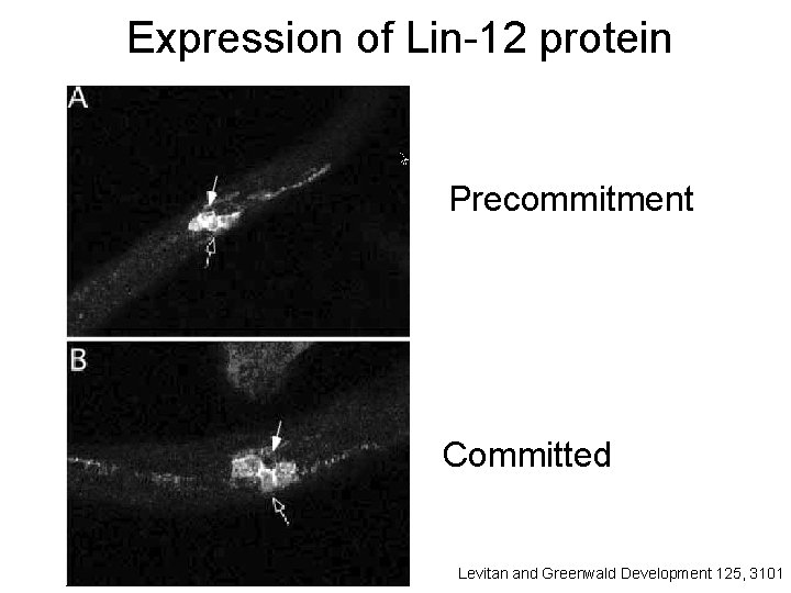 Expression of Lin-12 protein Precommitment Committed Levitan and Greenwald Development 125, 3101 