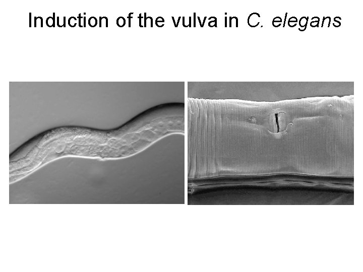 Induction of the vulva in C. elegans 