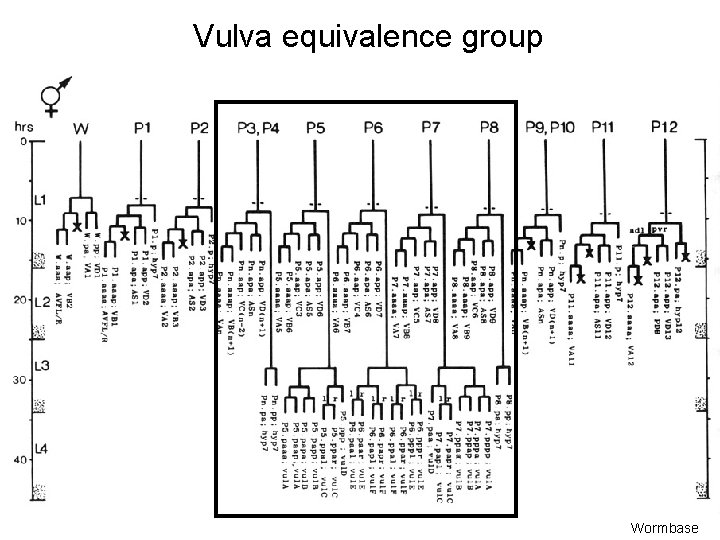 Vulva equivalence group Wormbase 