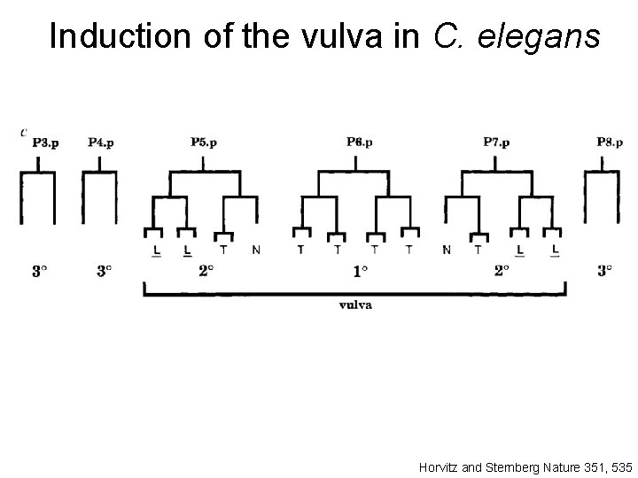 Induction of the vulva in C. elegans Horvitz and Sternberg Nature 351, 535 