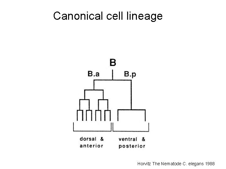 Canonical cell lineage Horvitz The Nematode C. elegans 1988 