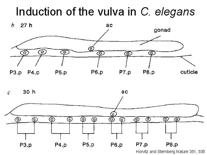 Induction of the vulva in C. elegans Horvitz and Sternberg Nature 351, 535 