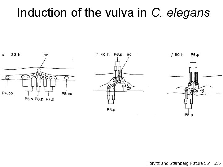 Induction of the vulva in C. elegans Horvitz and Sternberg Nature 351, 535 