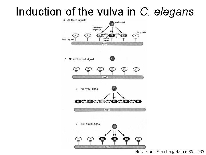 Induction of the vulva in C. elegans Horvitz and Sternberg Nature 351, 535 